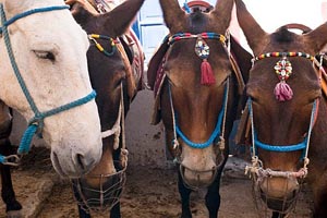 Getting around the caldera of Santorini riding a donkey